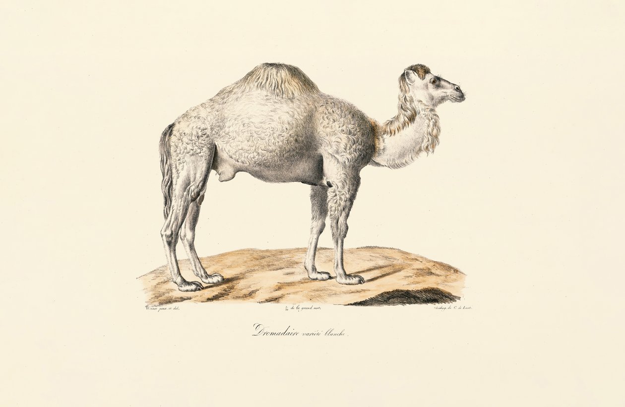 Bílý dromedár od Jacques Christophe Werner