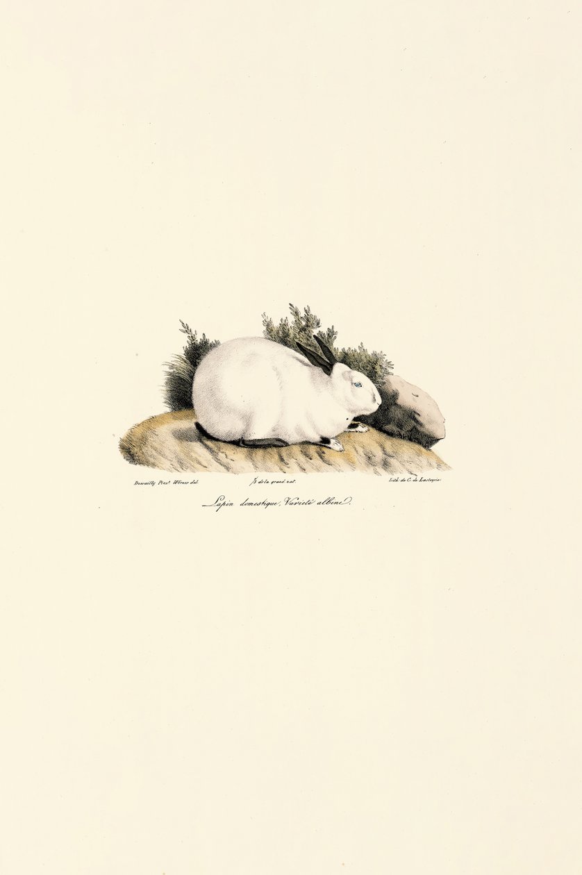 Králík domácí (Lepus domesticus) od Jacques Christophe Werner
