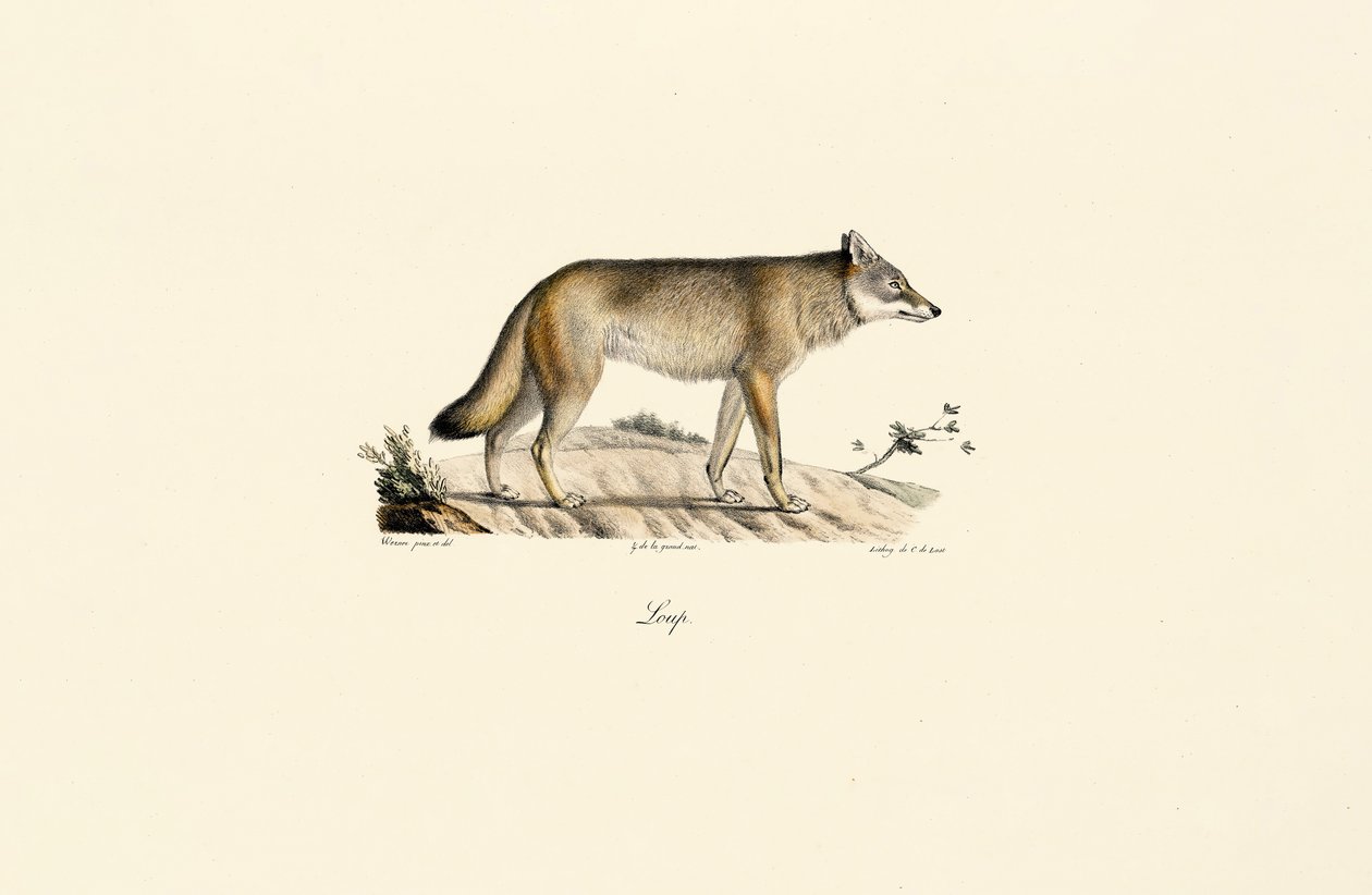 Vlk (Canis lupus) od Jacques Christophe Werner