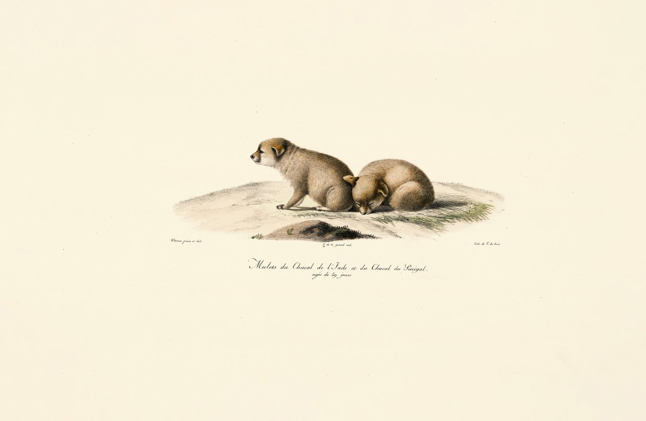  od Jacques Christophe Werner