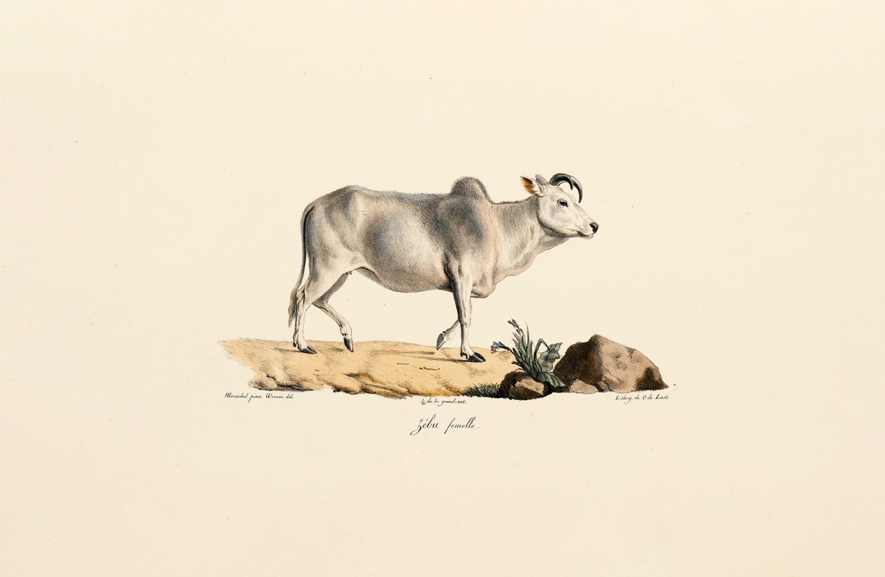 Zebu Fena od Jacques Christophe Werner