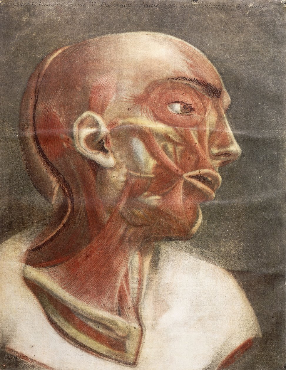 Anatomická hlava, z "Myology kompletní v barvě a přirozené velikosti", 1746 od Jacques Fabien Gautier dAgoty