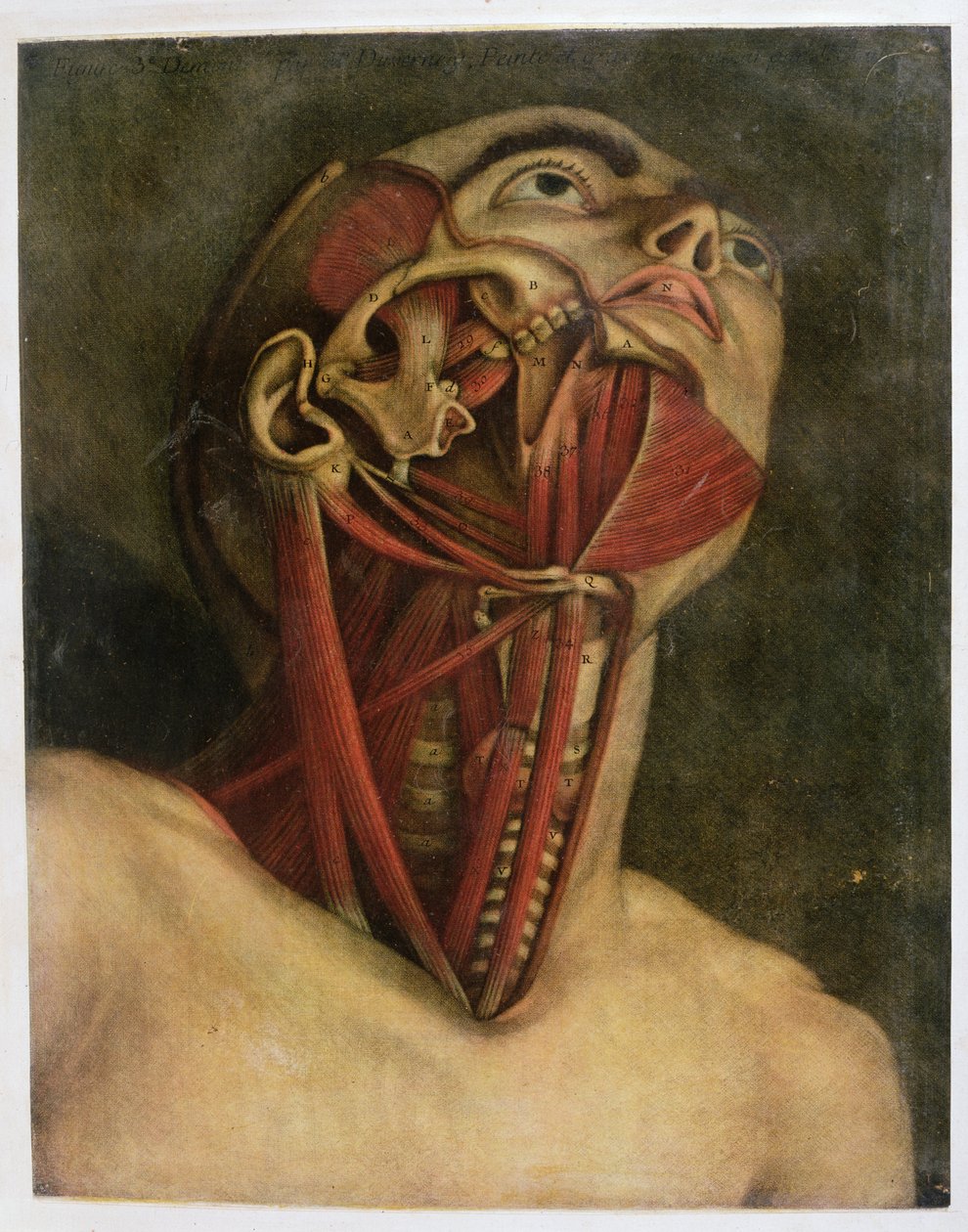 Příčný řez pravou stranou krku a obličeje, c.1745 (mezziotint) od Jacques Fabien Gautier d