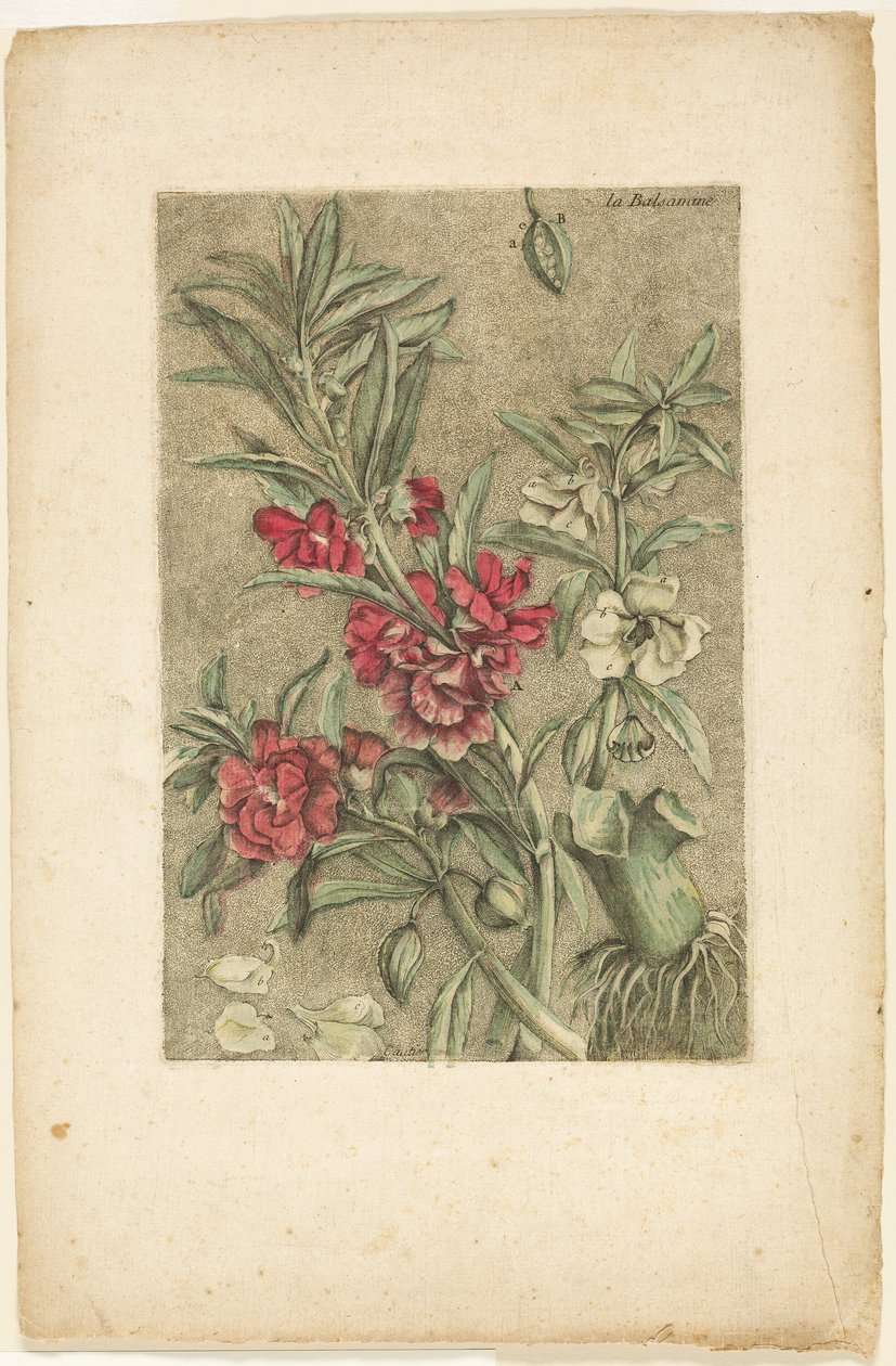 Impatiens, od Collection des plantes usuelles, curieuses, et étrangères od Jacques Fabien Gautier d