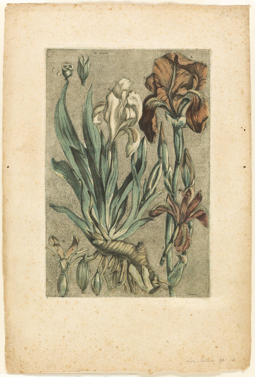 Iris Florentina, z Collection des plantes usuelles, curieuses, et étrangères od Jacques Fabien Gautier d