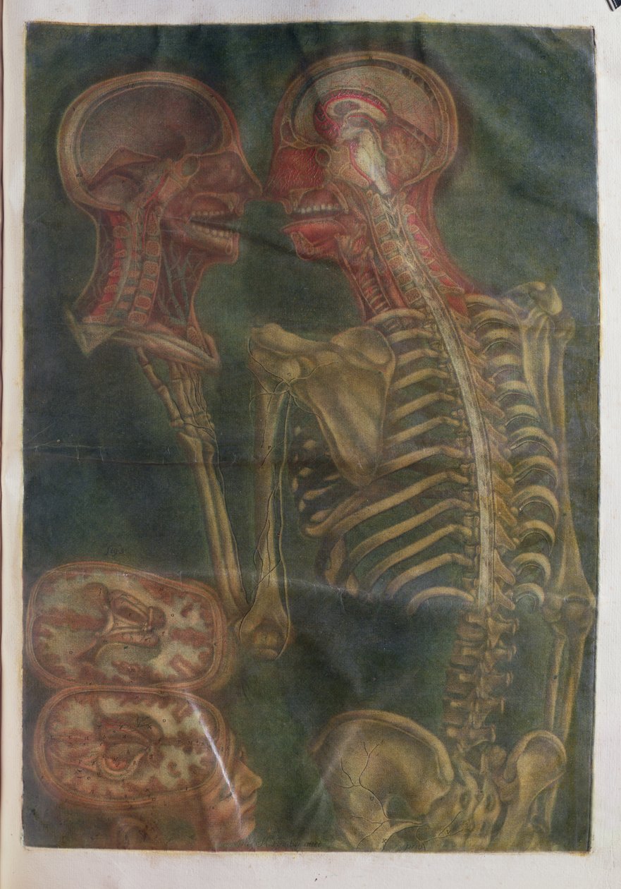 Mozek a mícha, z ‚Exposition Anatomique de la Structure du Corps Humain‘, 1759 (mezzotinta) od Jacques Fabien Gautier d