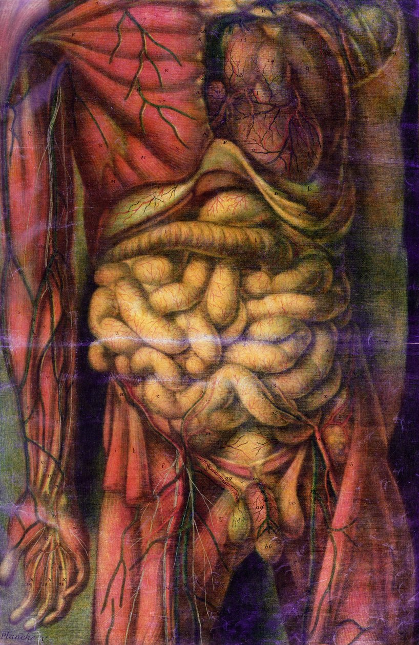 Torzo muže ukazující střeva, z „Anatomie Generale des Visceres en Situation“, 1752 (mezzotinta) od Jacques Fabien Gautier d