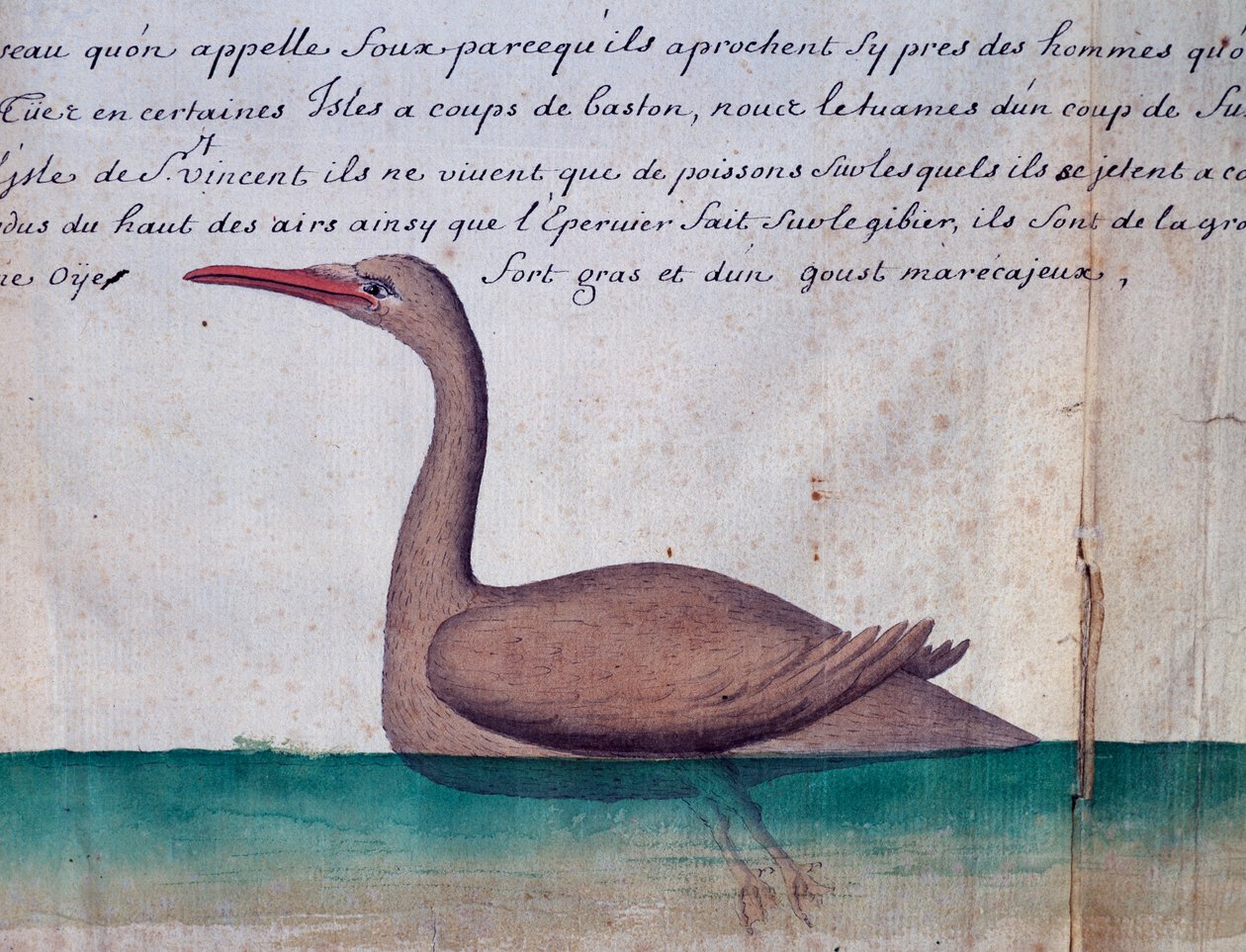 Pták jménem Foux (Booby), ostrov Sao Vicente, Kapverdy, akvarel z lodního deníku od Jacquese Gouina de Beauchesne (1652-1730), kapitána Compagnie royale de la Mer du Sud, od roku 1698 do roku 1701, Francie od Jacques Gouin de Beauchesne