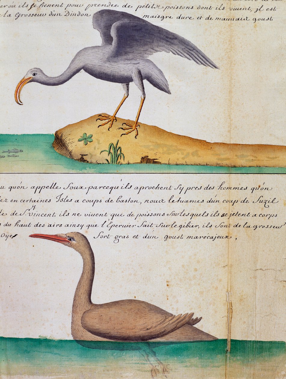 Neznámý pták a pták jménem Foux (Booby), ostrov Sao Vicente, Kapverdy, akvarel z lodního deníku od Jacquese Gouina de Beauchesne (1652-1730), kapitána Compagnie royale de la Mer du Sud, od roku 1698 do roku 1701, Francie od Jacques Gouin de Beauchesne
