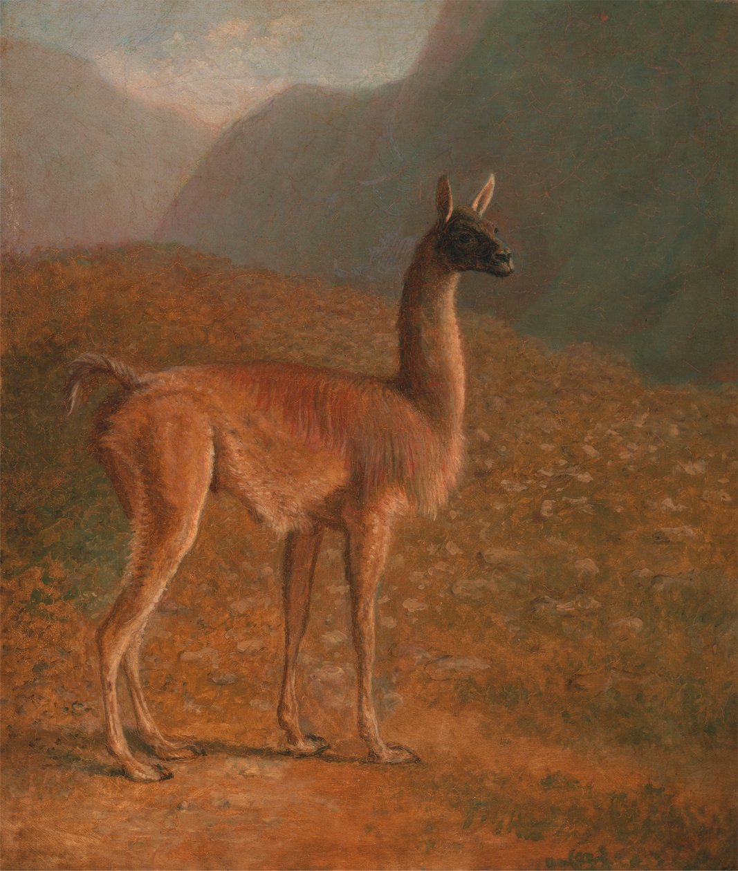 guanako od Jacques Laurent Agasse