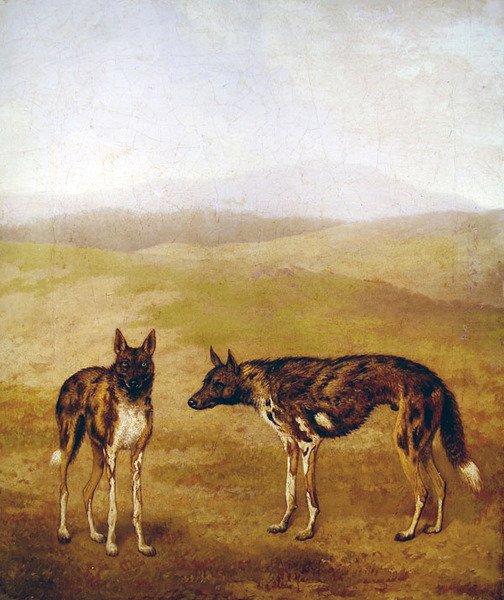 Dva afričtí lovečtí psi (olej na plátně) od Jacques Laurent Agasse