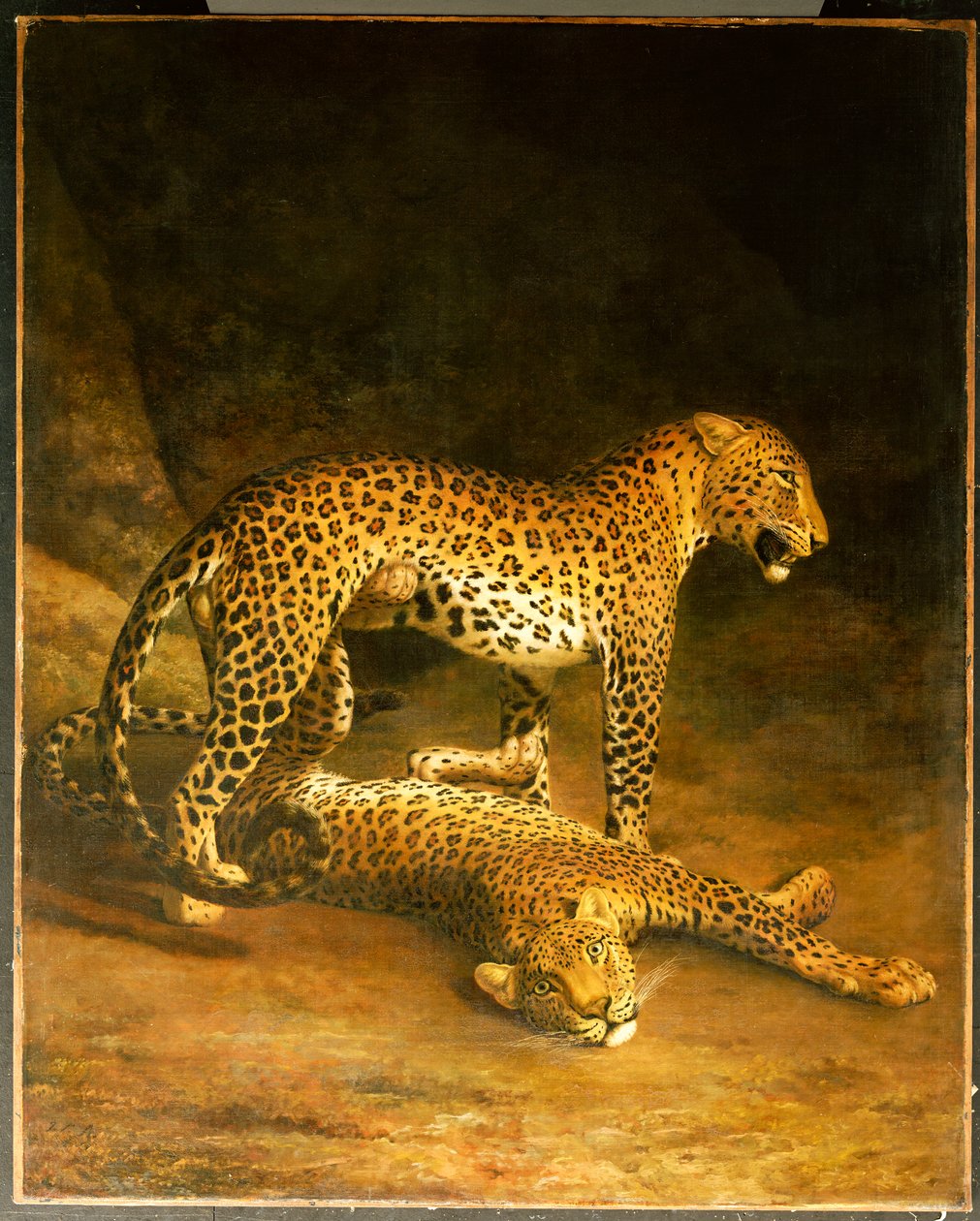 Dva leopardi ležící v Exeter Exchange, 1808 od Jacques Laurent Agasse
