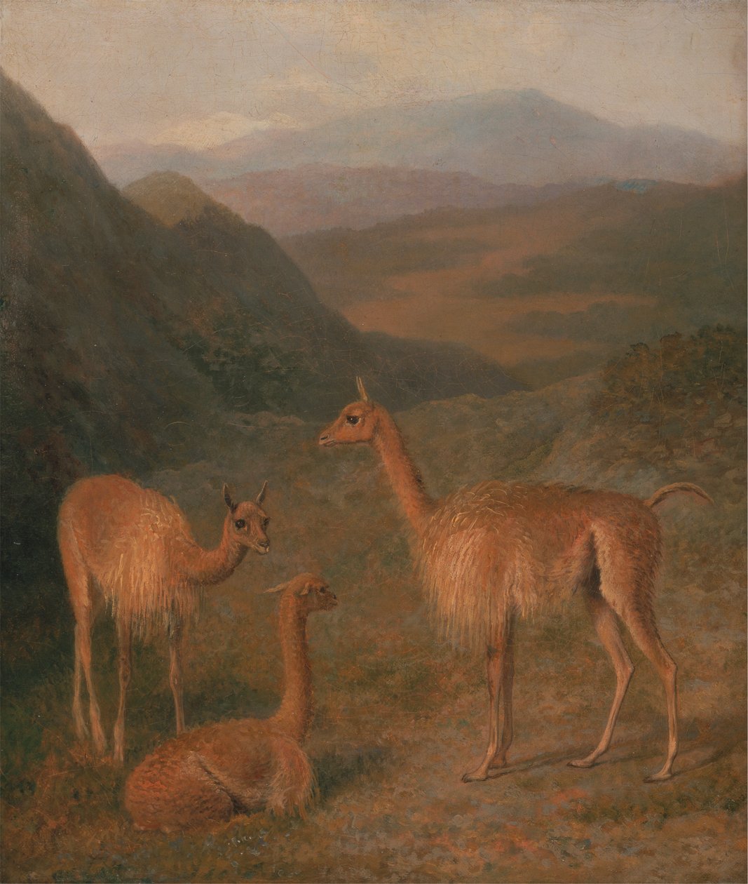 Vikuně od Jacques Laurent Agasse