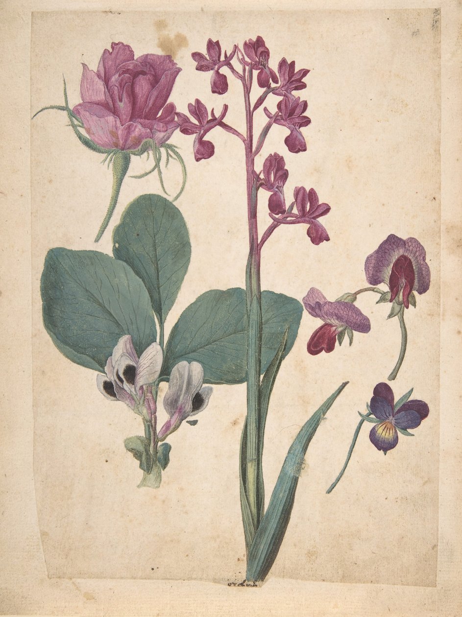 List studií květin: Růže, srdce, sladký hrášek, zahradní hrášek..., 16. století. od Jacques Le Moyne