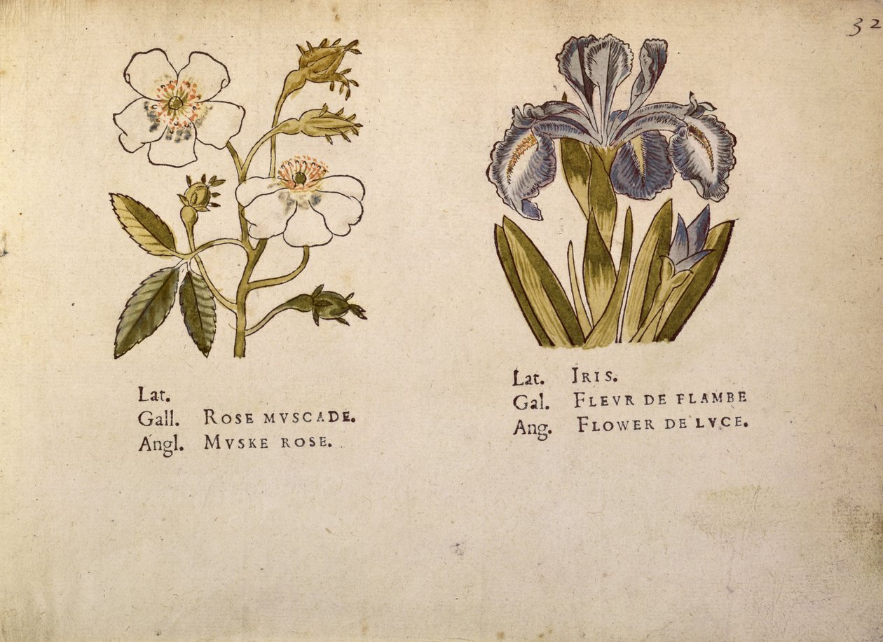Rose a Iris, z La Clef des Champs od Jacques Le Moyne