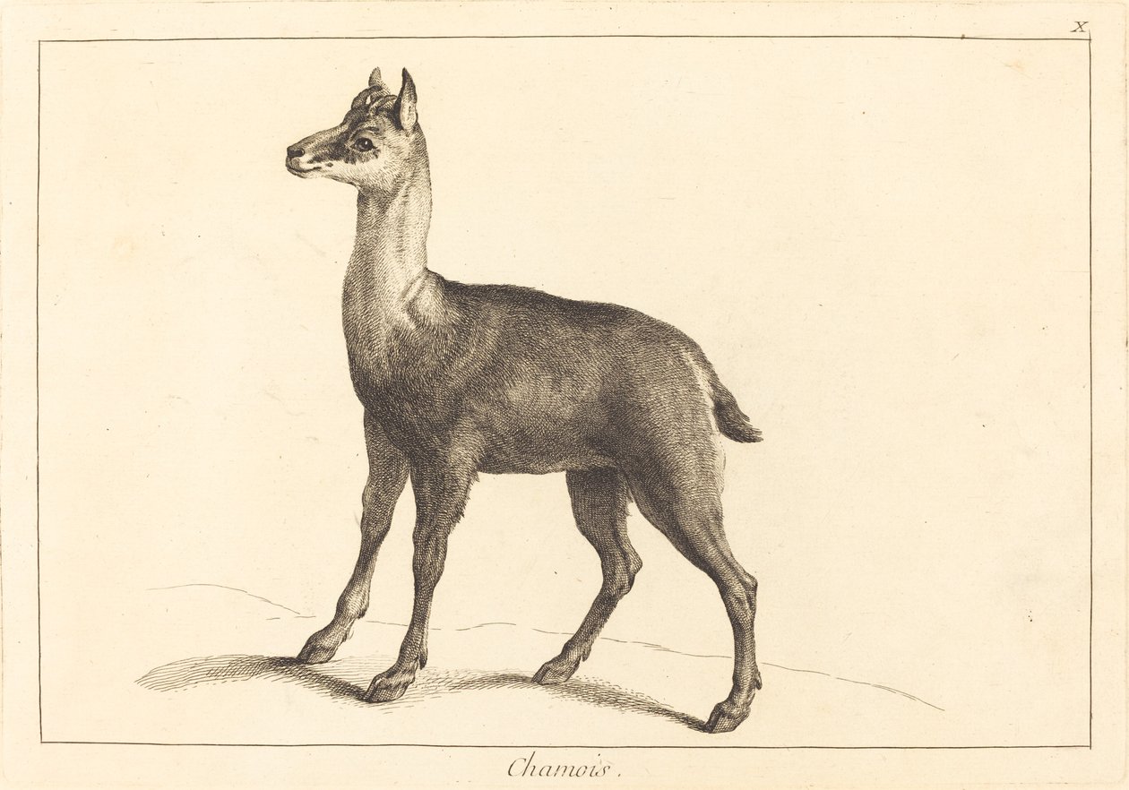 kamzík (kamzík) od Jacques Philippe Le Bas and Jean Eric Rehn after Jean Baptiste Oudry