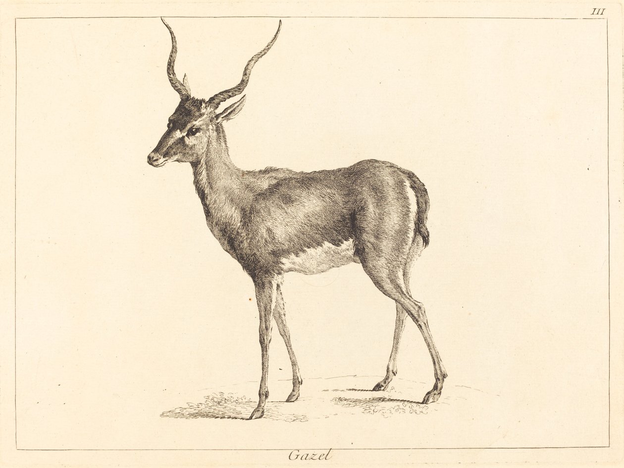 gazela (Gazelle) od Jacques Philippe Le Bas and Jean Eric Rehn after Jean Baptiste Oudry