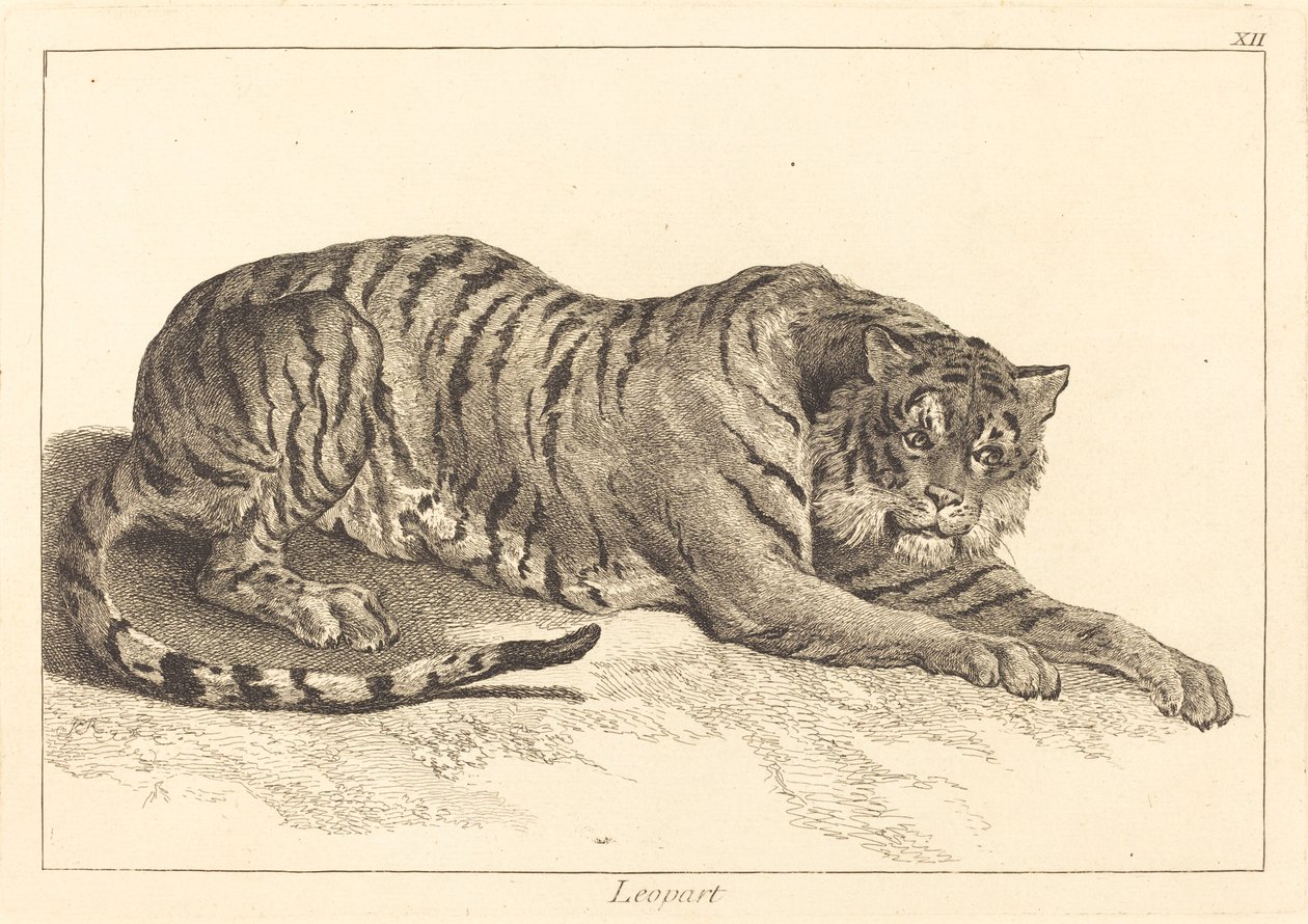Leopard (Leopard nebo tygr) od Jacques Philippe Le Bas and Jean Eric Rehn after Jean Baptiste Oudry