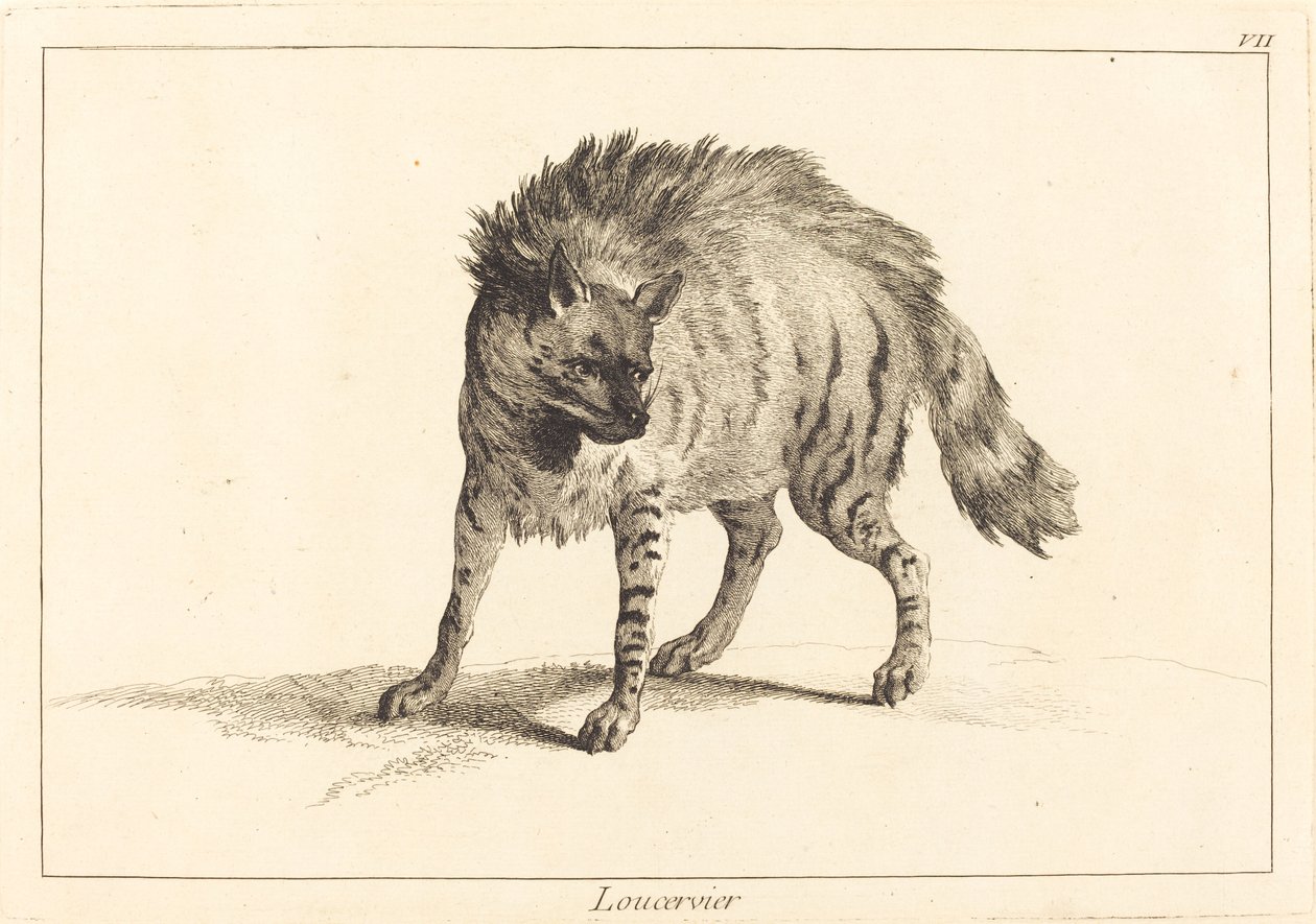 Loucervier (Hyena) od Jacques Philippe Le Bas and Jean Eric Rehn after Jean Baptiste Oudry