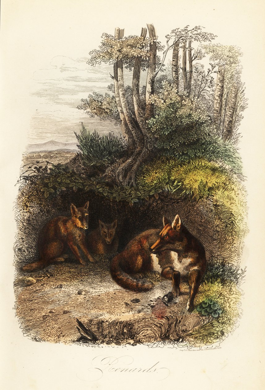 Rodina lišek obecných, Vulpes vulpes, mimo doupě od Jacques Raymond (after) Brascassat