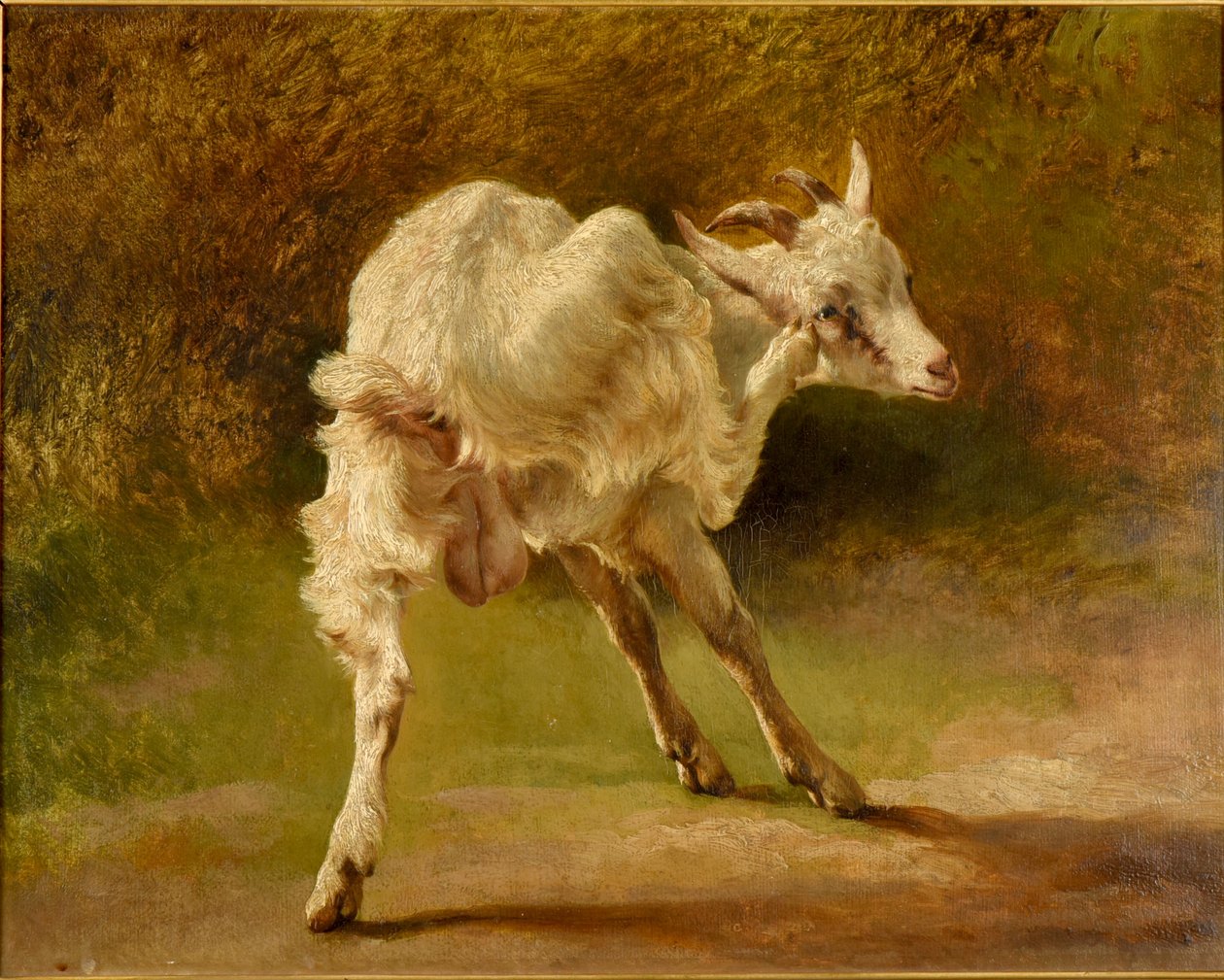 Bílý kozel se škrábe na hlavě od Jacques Raymond Brascassat