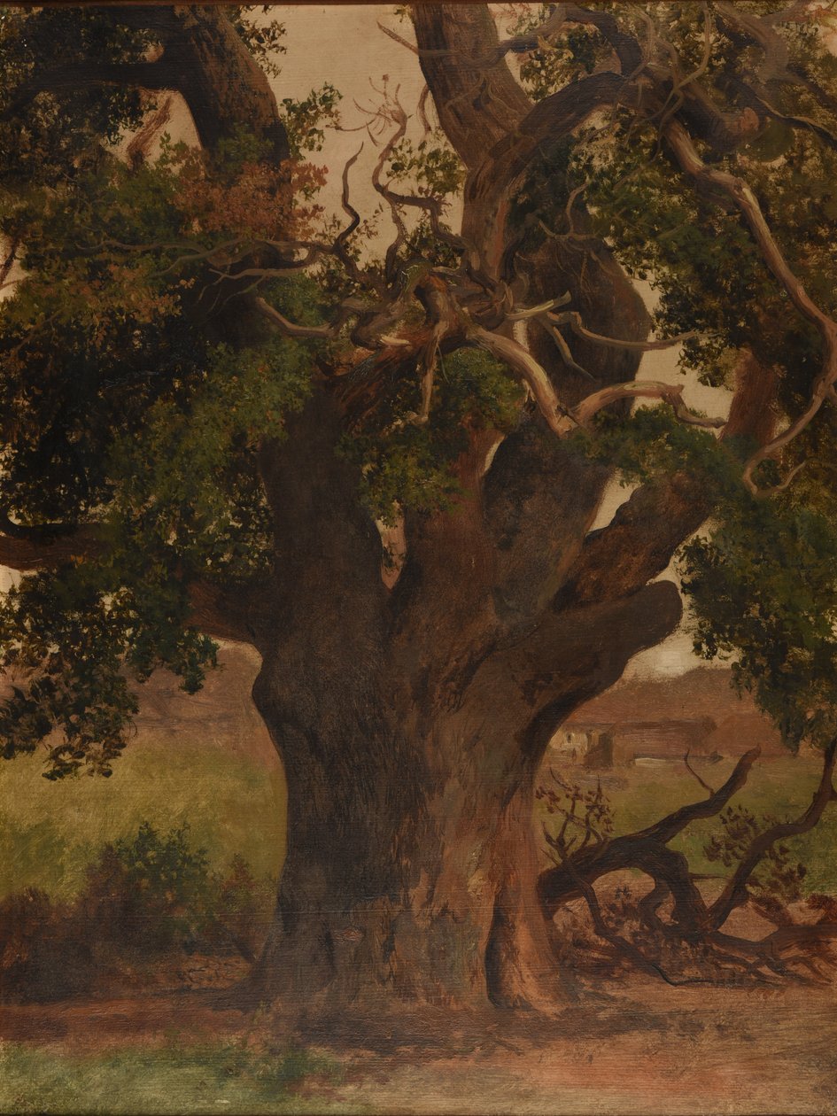 Le Vieux chêne (studie) od Jacques Raymond Brascassat