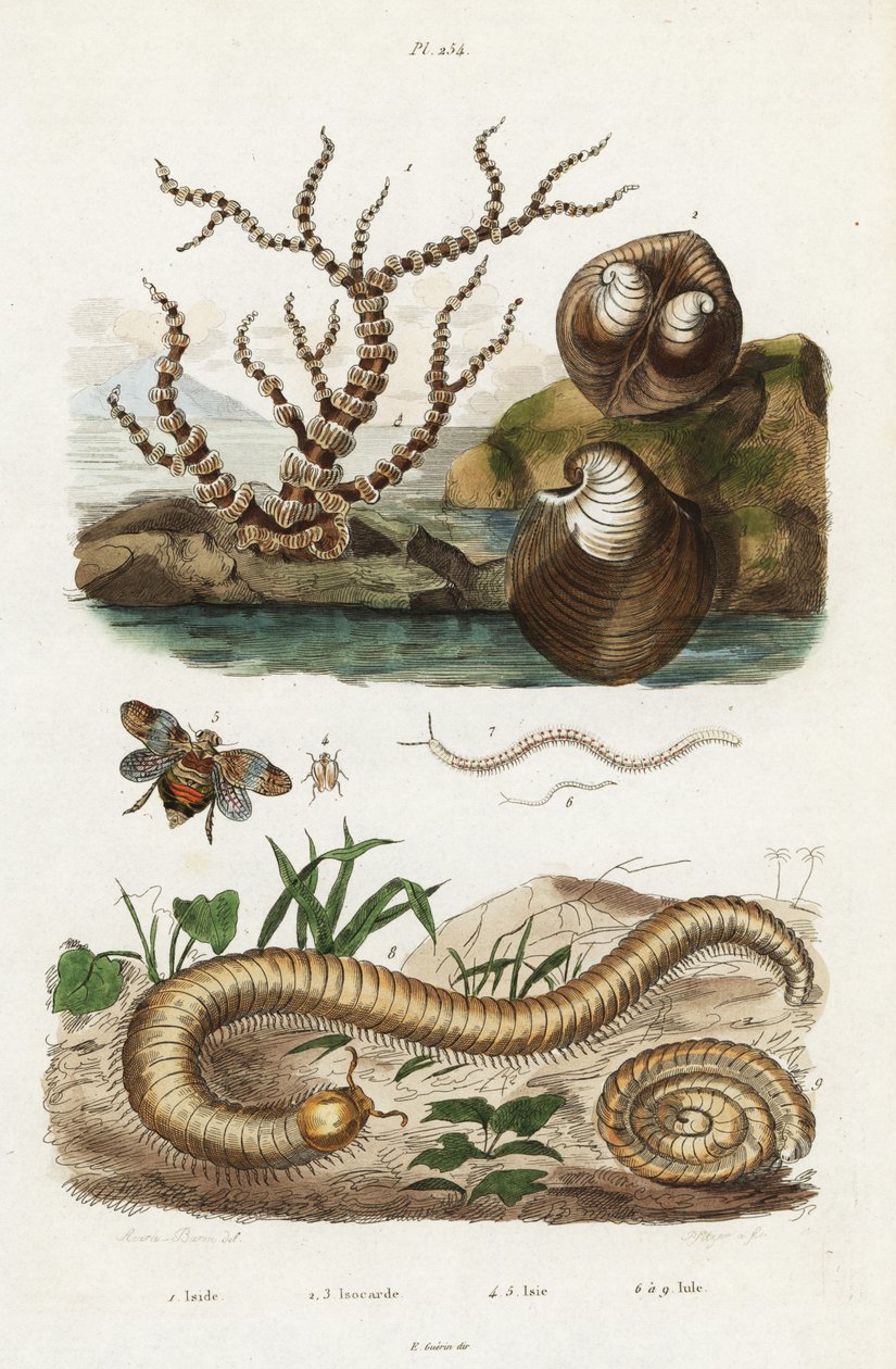 Bambusový korál, škeble oxheart a planthoppers. od Jacques Reyne Isidore Acarie Baron