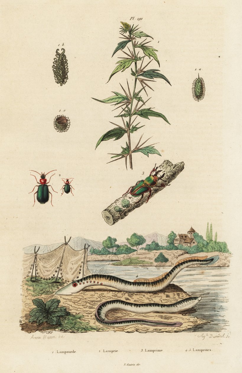 Mořská mihule a brouci. od Jacques Reyne Isidore Acarie-Baron