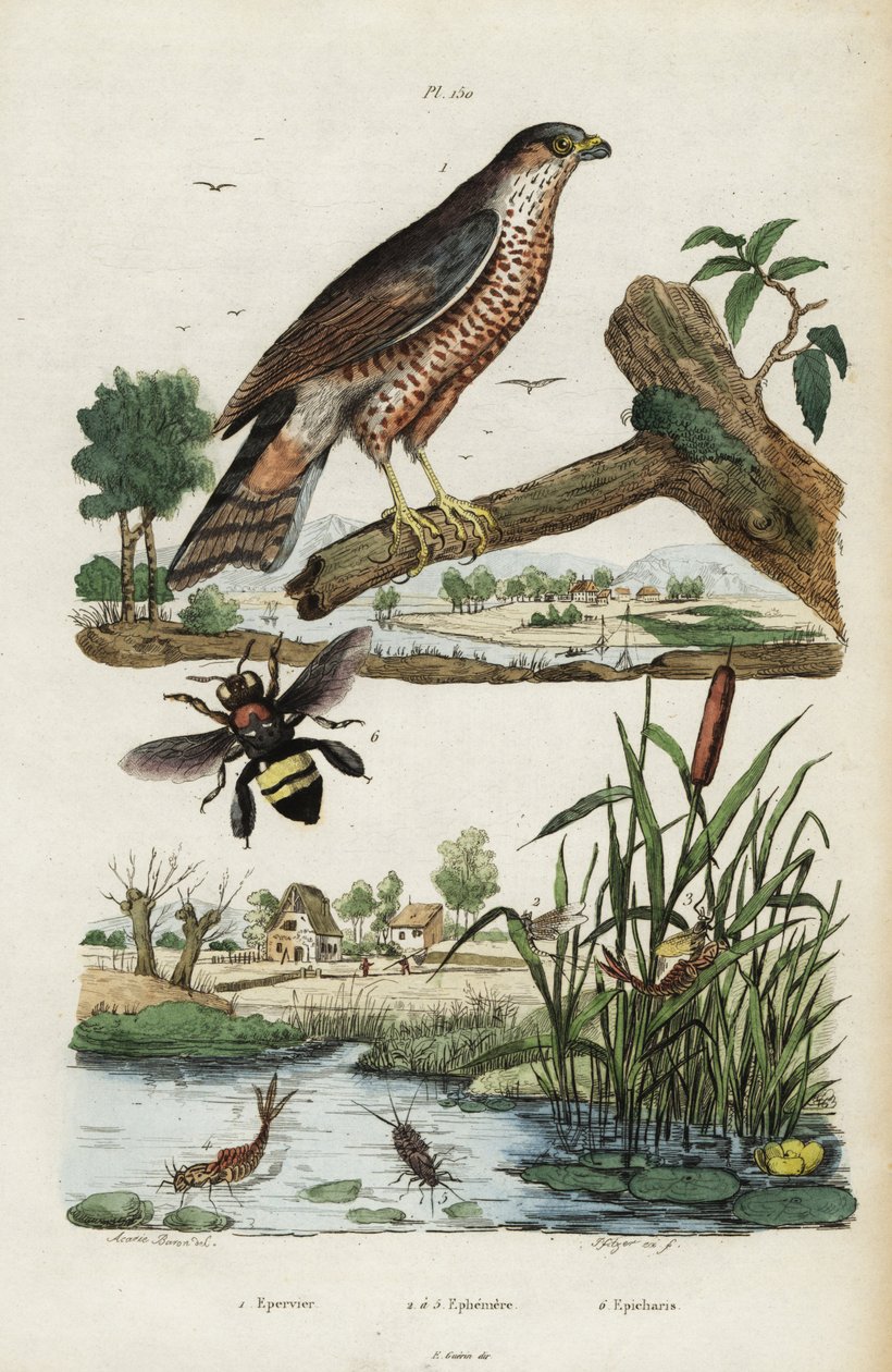 Krahujec, jepice a včela., 1834-1839 (rytina) od Jacques Reyne Isidore Acarie Baron