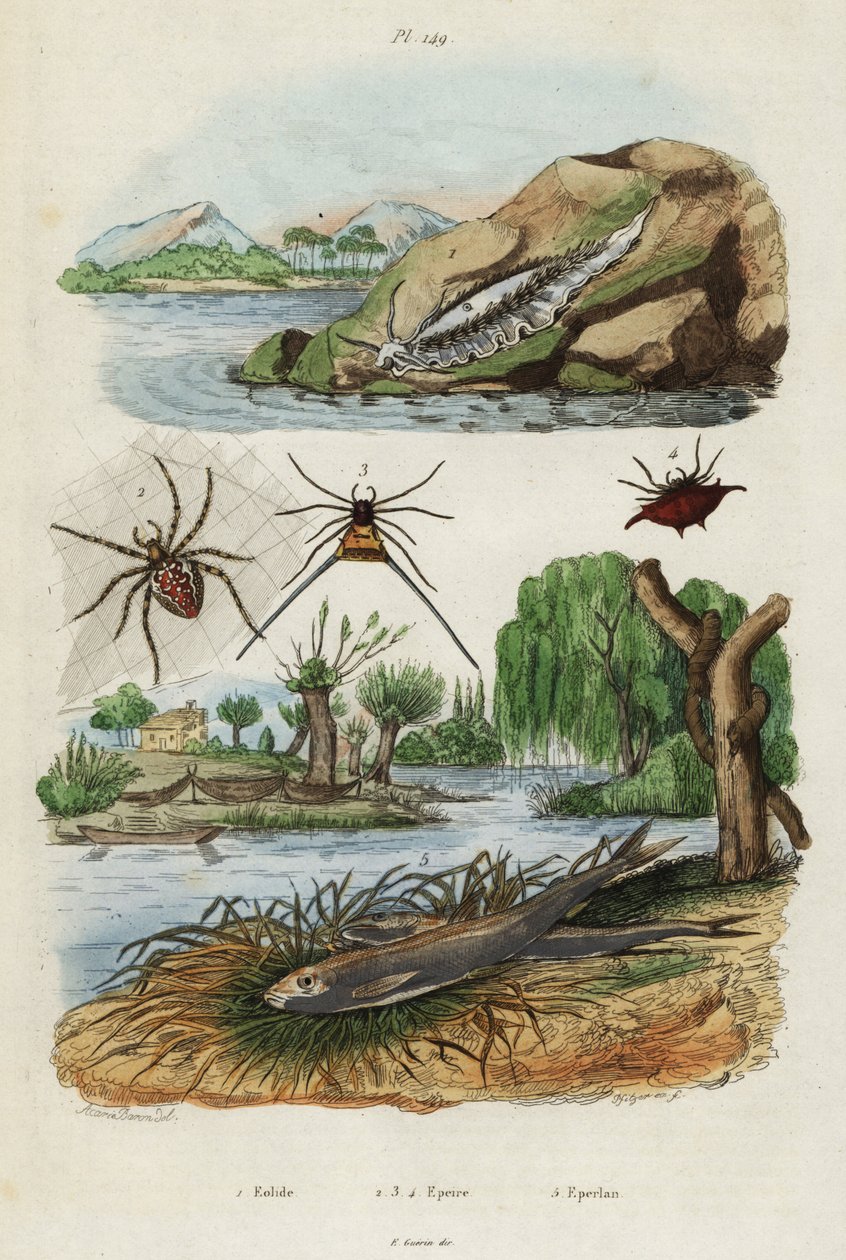 Mořský slimák, zahradní pavouk a evropský tavenina., 1834-1839 (rytina) od Jacques Reyne Isidore Acarie Baron