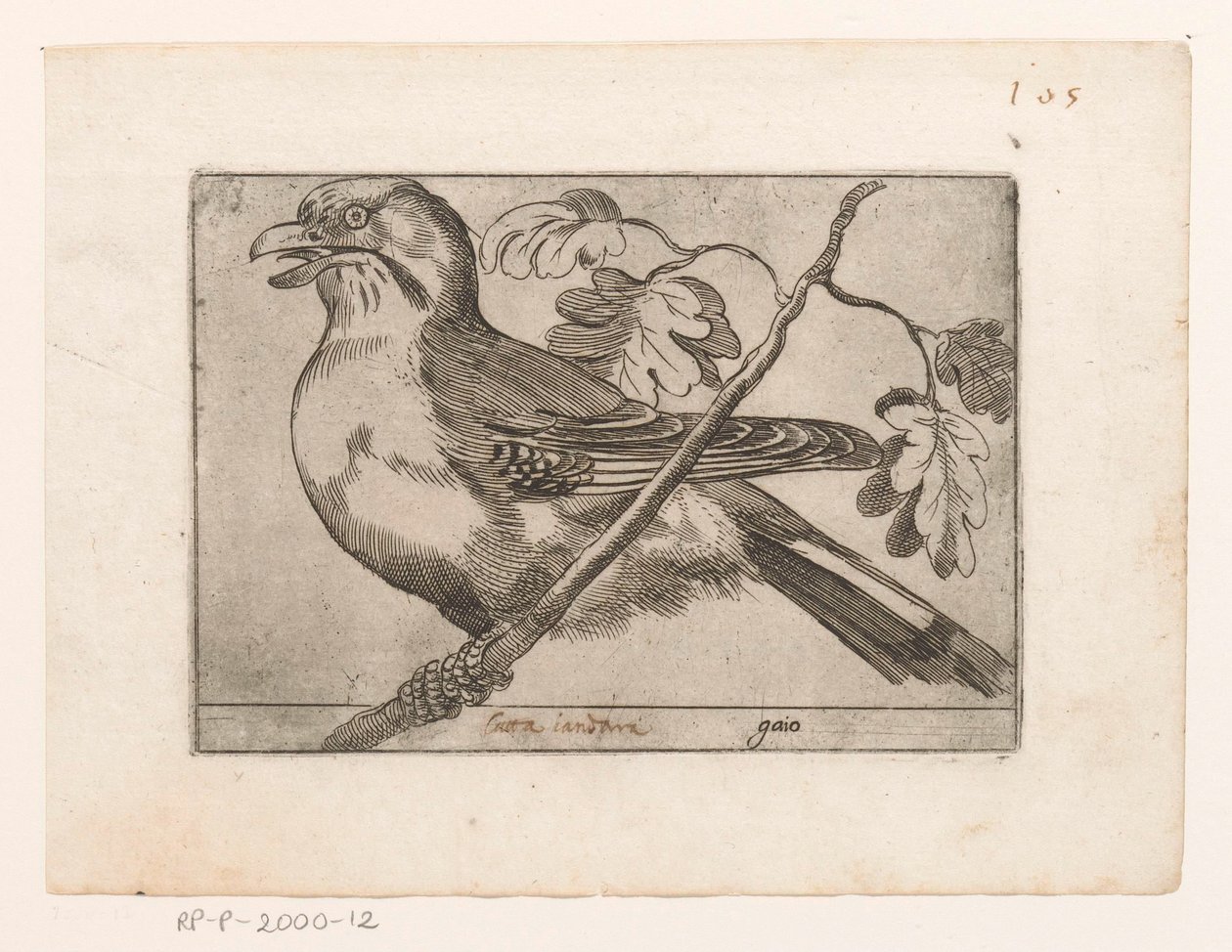 Gaai Gaio (název na objektu) Vogels (název série) od Jacques de Fornazeris (possibly)