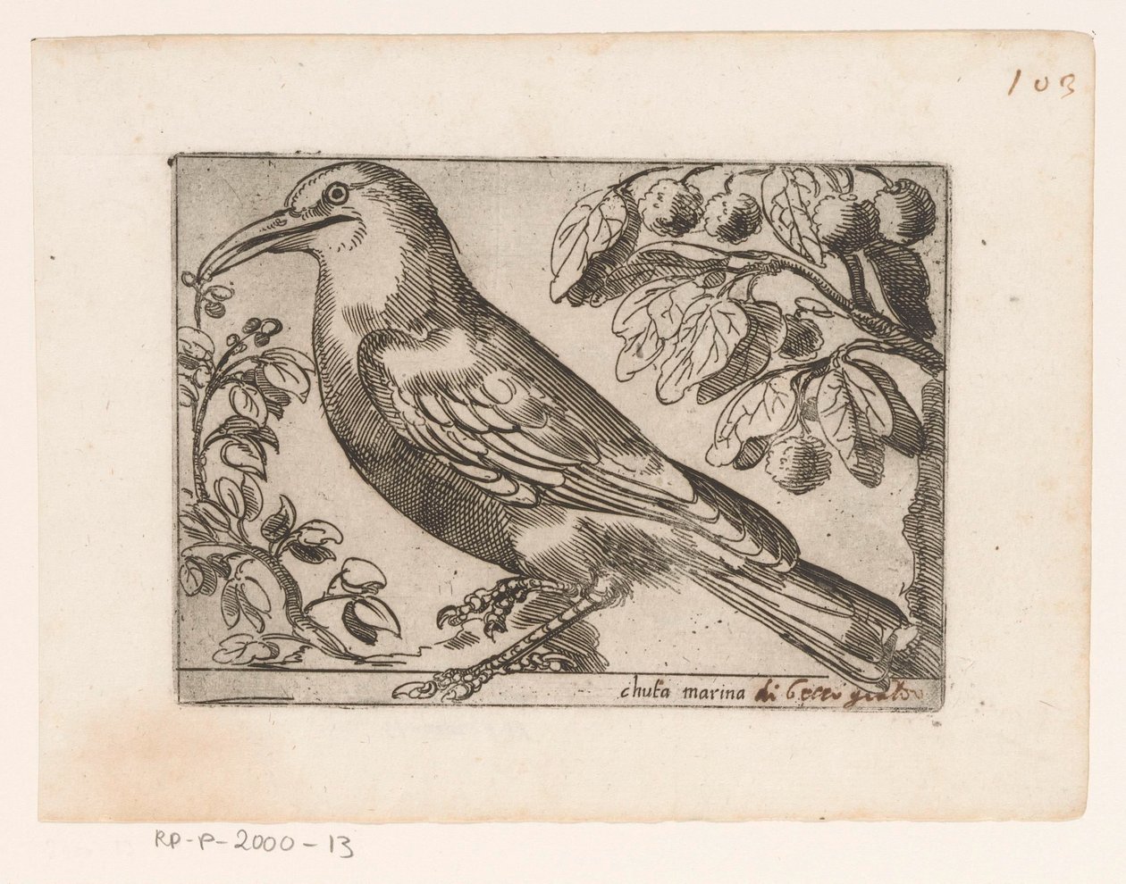 Vogel Chuta marina (název na objektu) Vogels (název série) od Jacques de Fornazeris (possibly)