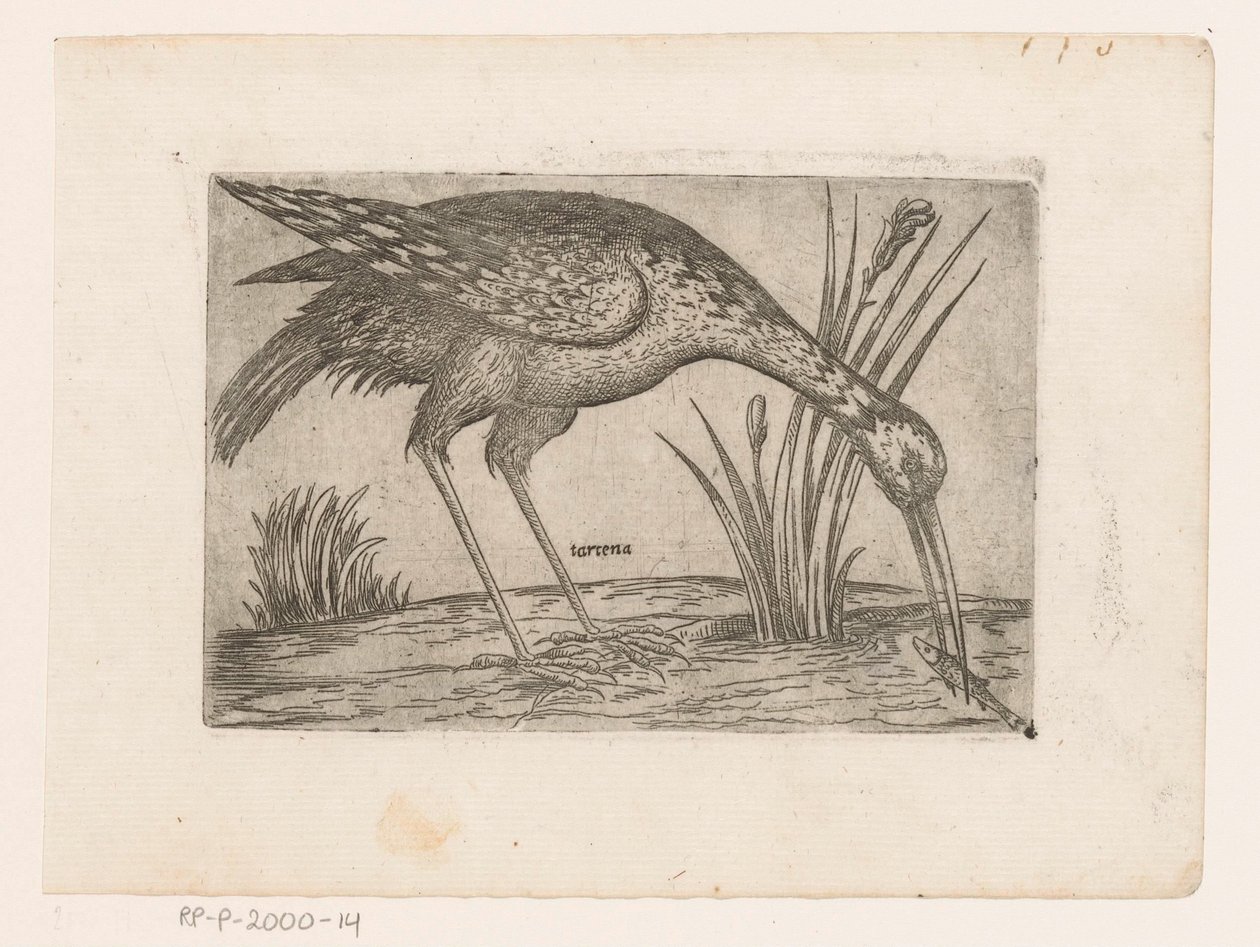 Vogel Tartena (název na objektu) Vogels (název série) od Jacques de Fornazeris (possibly)