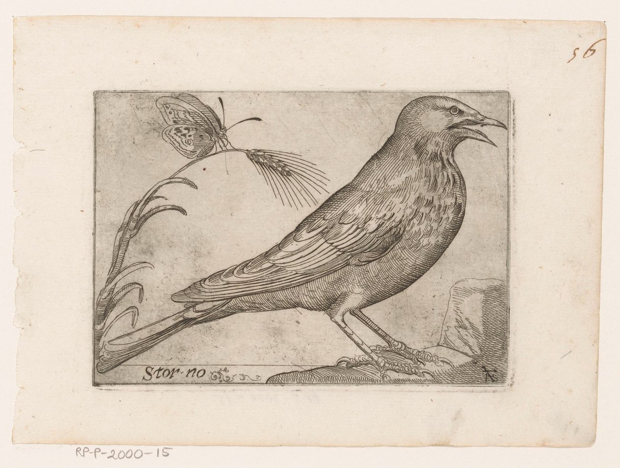 špaček obecný (Sturnus vulgaris) Storno (název na objektu) Ptáci (název seriálu) od Jacques de Fornazeris