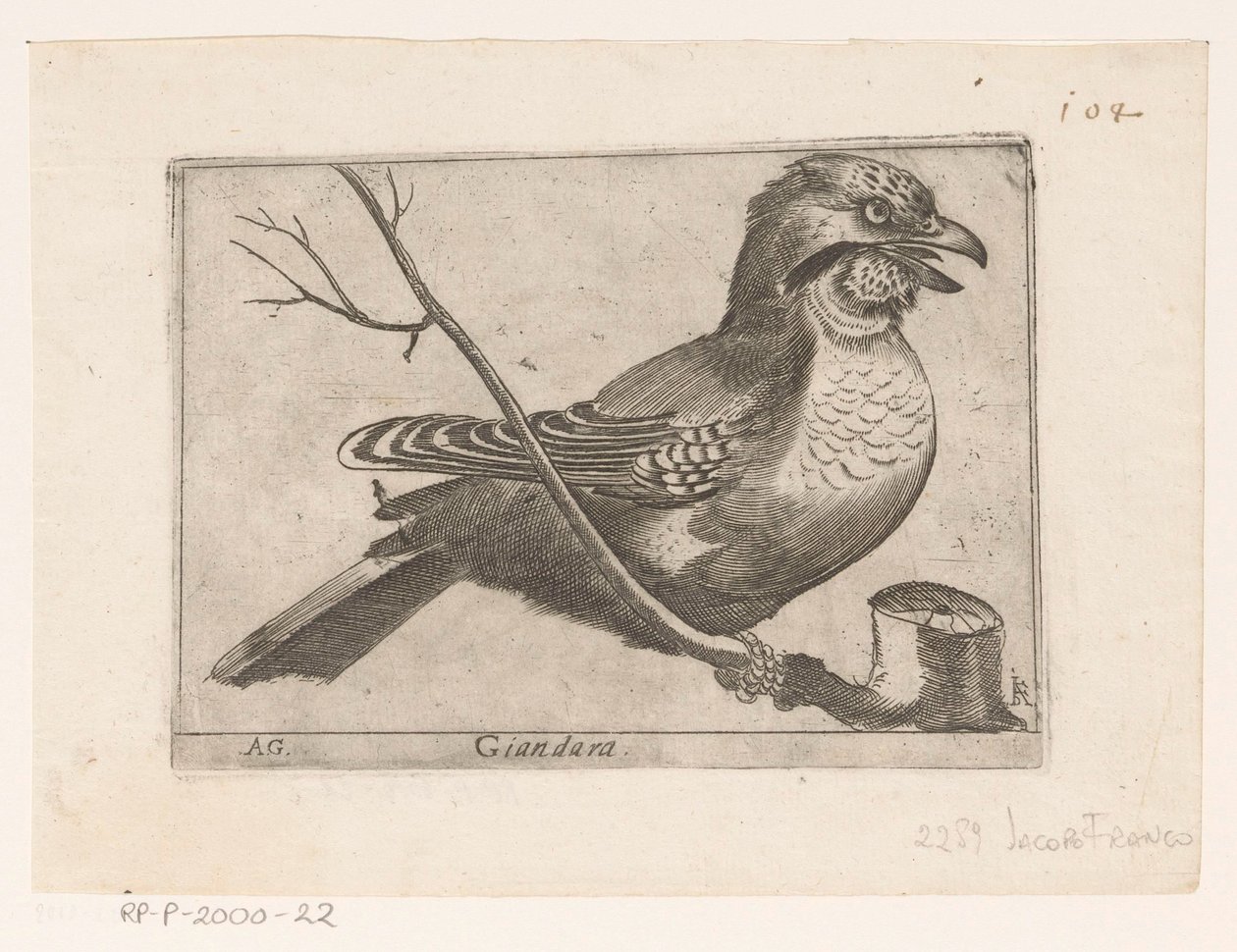 Jay (Garrulus glandarius) Giandara (titul na objektu) Ptáci (název seriálu) od Jacques de Fornazeris
