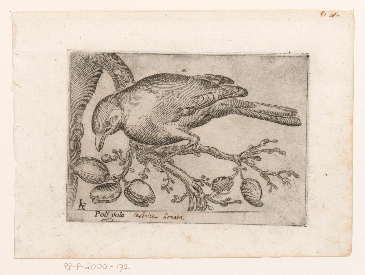 Vogel Poli gola (název na objektu) Vogels (název série) od Jacques de Fornazeris