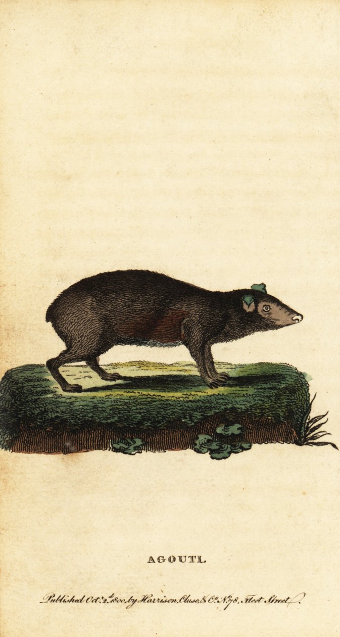 Agouti, druhy Dasyprocta. ,1800 (rytina) od Jacques de Seve