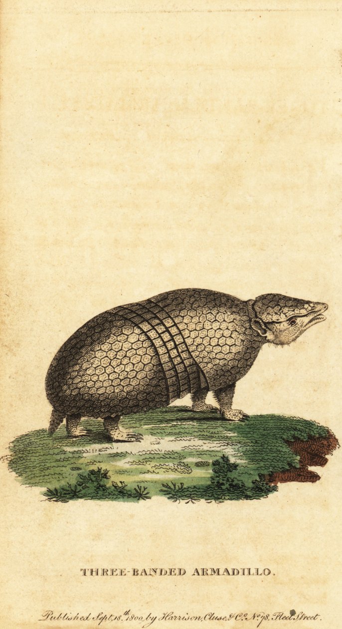 Brazilský pásovec třípásý, Tolypeutes tricinctus, 1800 (rytina) od Jacques de Seve
