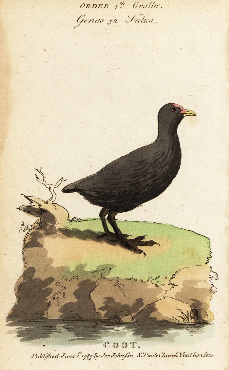 Lyska obecná, Fulica atra od Jacques de Seve
