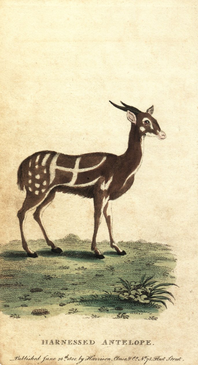 Zapřažený bushbuck nebo kewel, Tragelaphus scriptus., 1800 (rytina) od Jacques de Seve