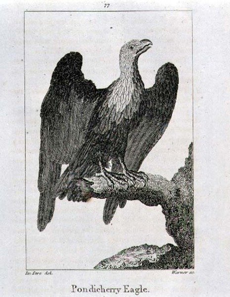 Pondicherry Eagle, z „Historie Země a animované přírody“, od Olivera Goldsmitha, vydané v Londýně od Jacques de Seve