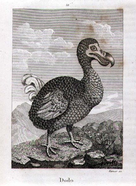 The Dodo, z „Dějiny Země a animované přírody“, od Olivera Goldsmitha, vydané v Londýně od Jacques de Seve