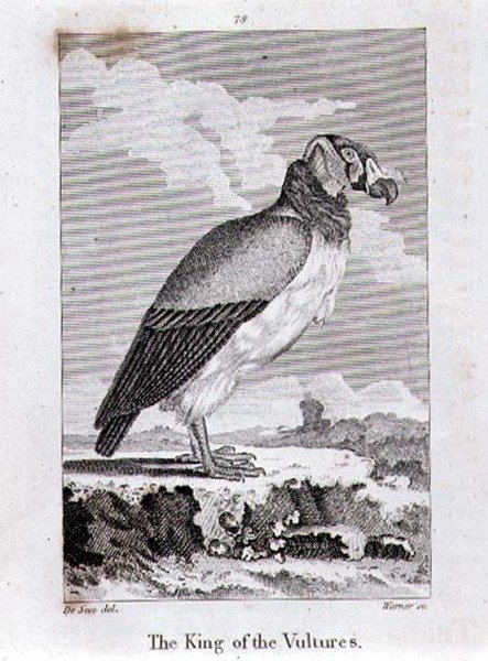 The King of The Vultures, z 