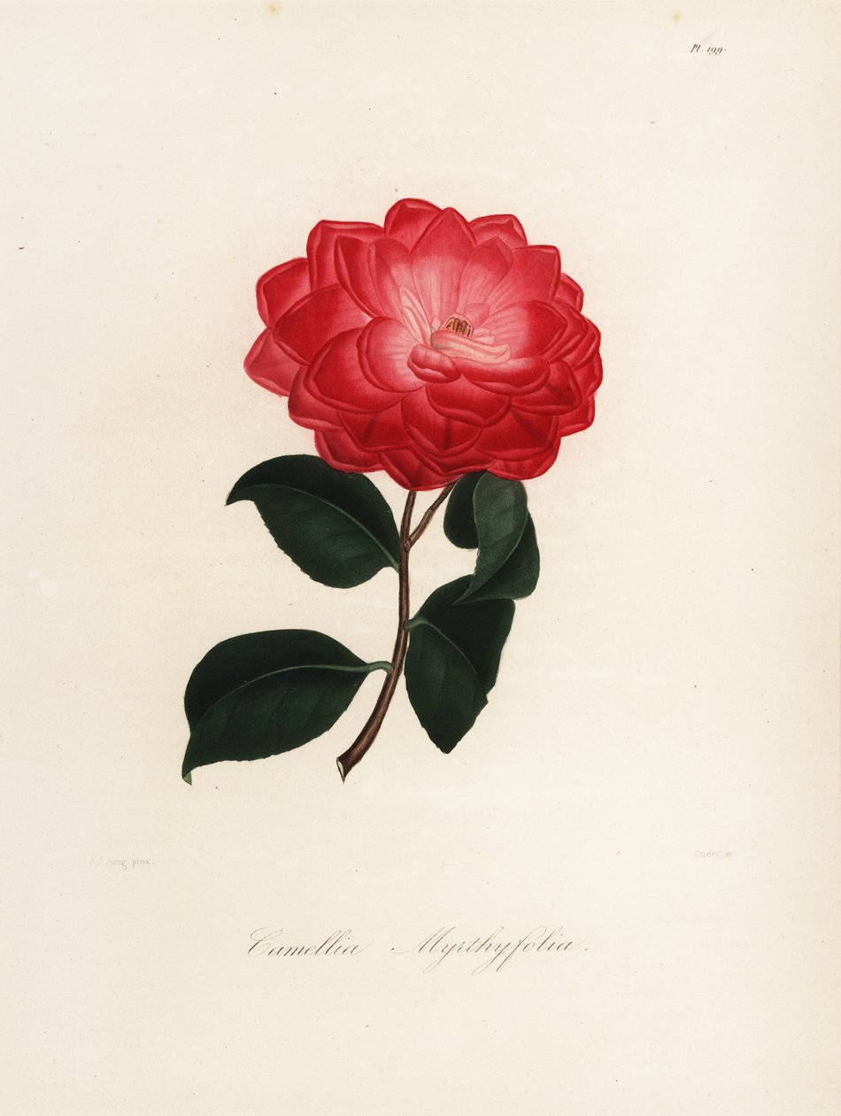 Odrůda Camellia japonica, Camellia myrthyfolia od Jakob (after) Jung