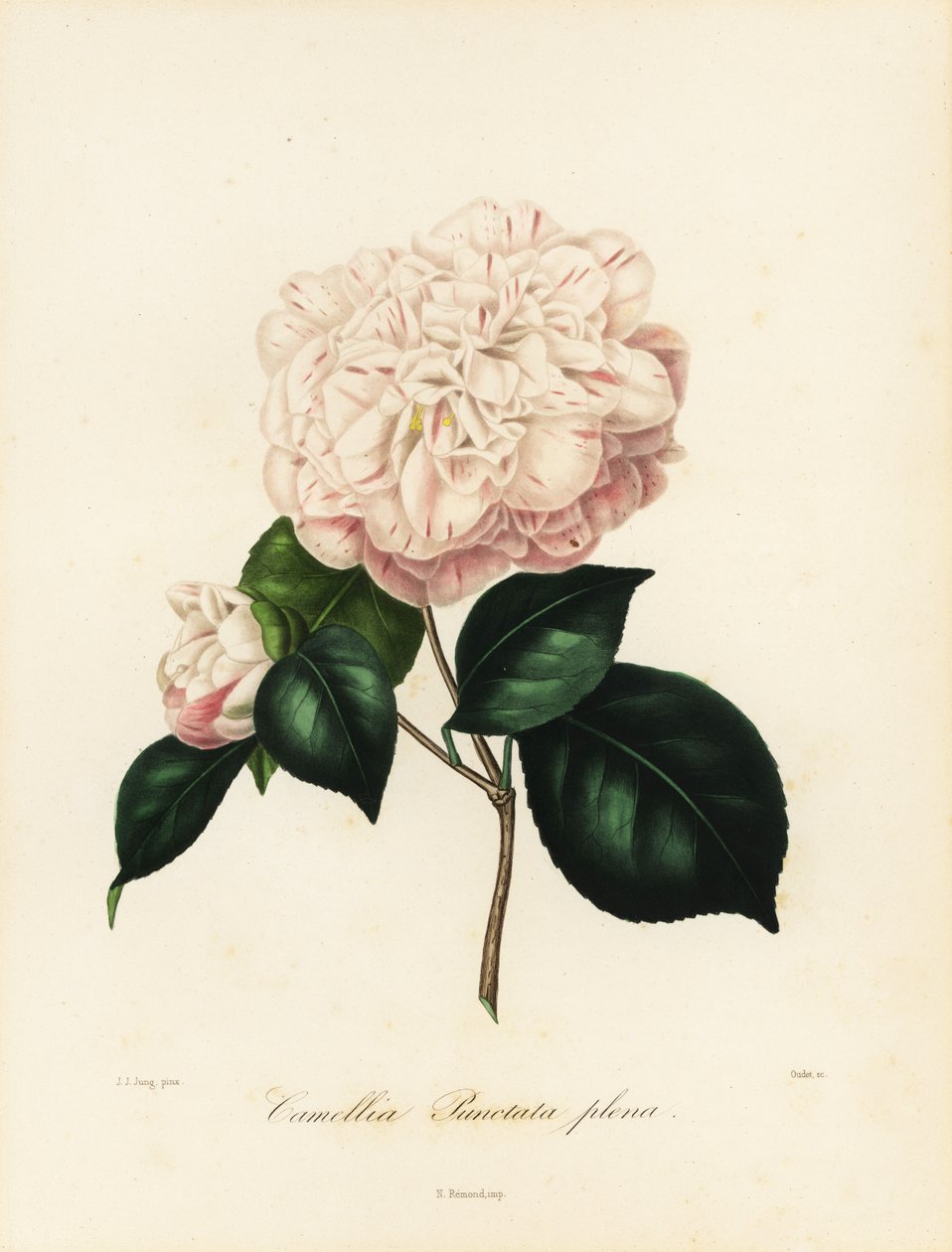 odrůda Camellia japonica, Camellia punctata plena od Jakob (after) Jung