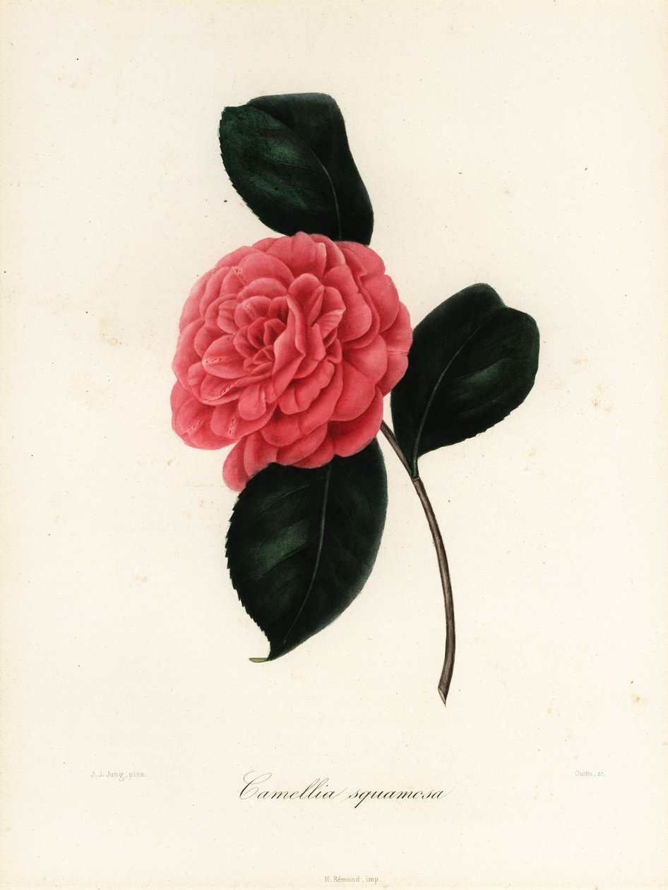 Odrůda Camellia japonica, Camellia squamosa nebo Camellia squamosa od Jakob (after) Jung