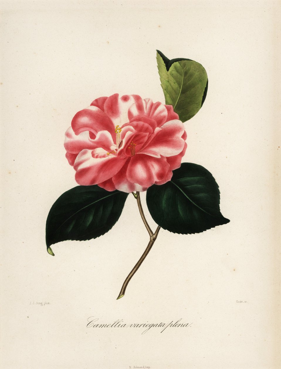 Odrůda Camellia japonica, Camellia variegata plena od Jakob (after) Jung