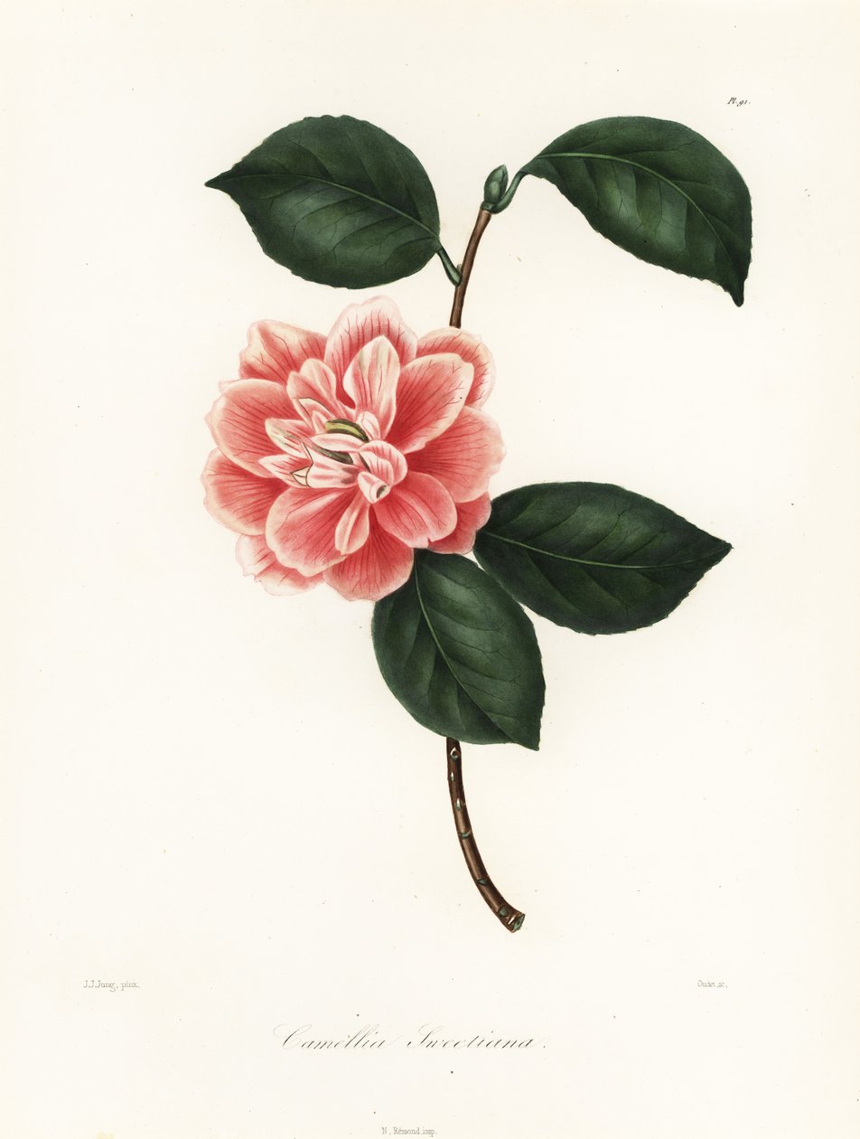 Sweetova kamélie malovaná, odrůda Camellia japonica, Camellia sweetiana od Jakob (after) Jung