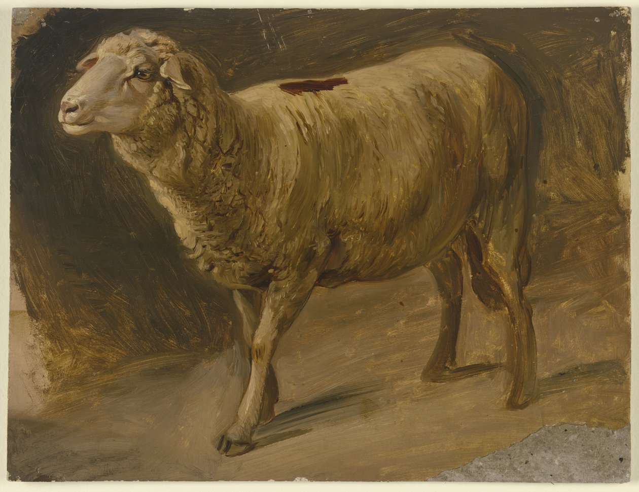 Ovce od Jakob Becker