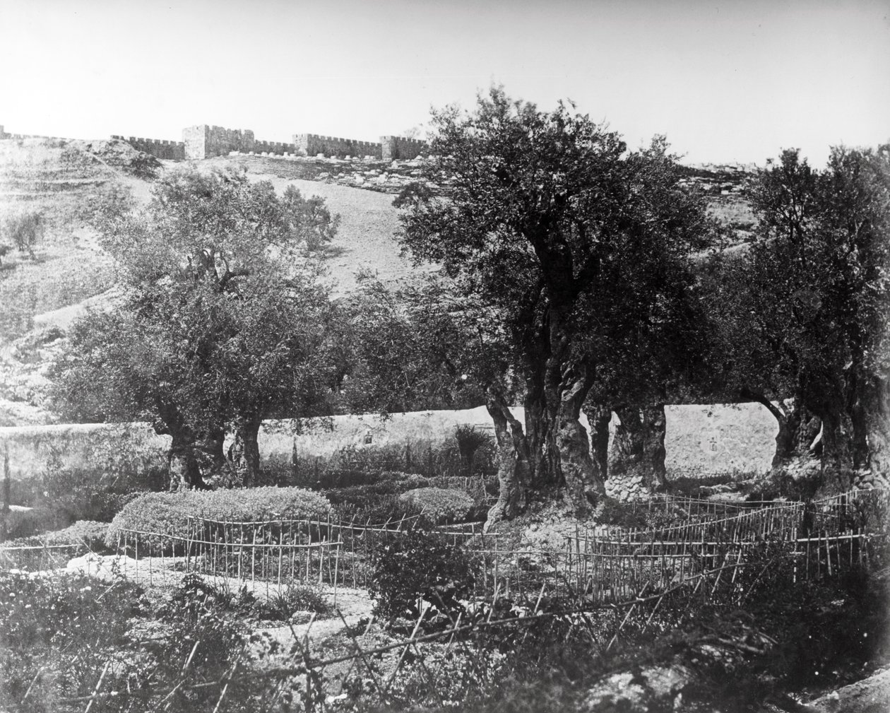 Getsemany, 1857 od Felice Beato